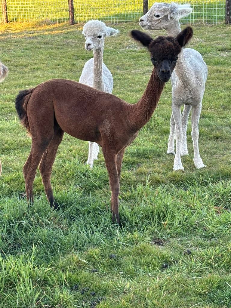 Alpaca veulen, Dieren en Toebehoren, Mannelijk
