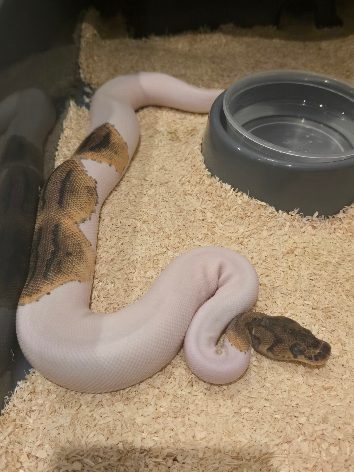 0.1 clown piebald