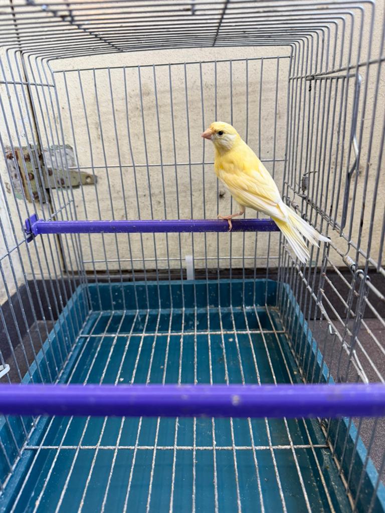 Canaris Jaune Femelle 2025, Animaux & Accessoires