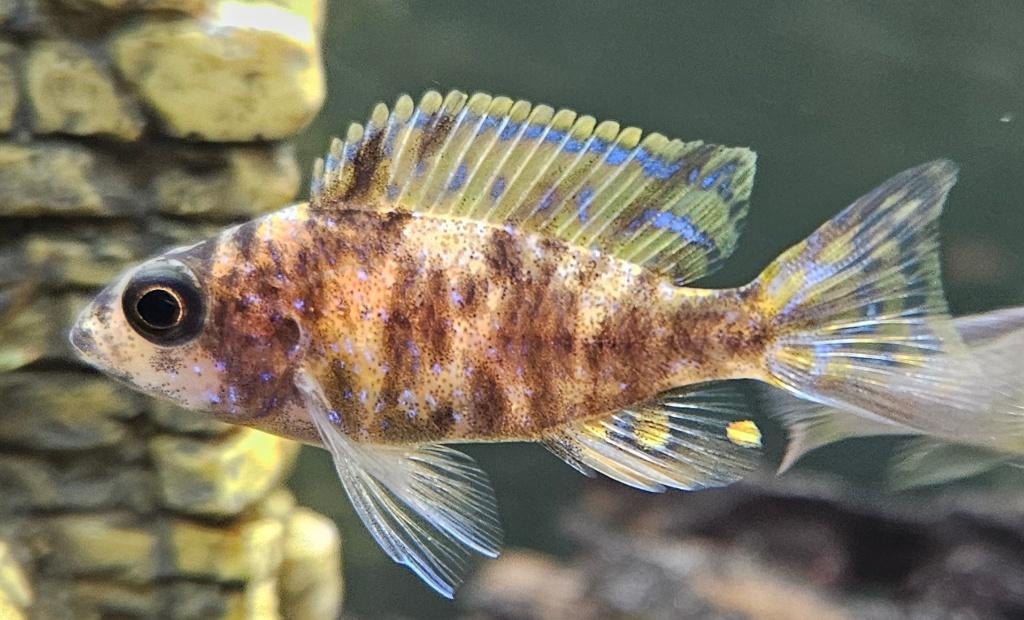 Aulonocara red Blotched malawi cichliden, Dieren en Toebehoren, Vis, Zoetwatervis