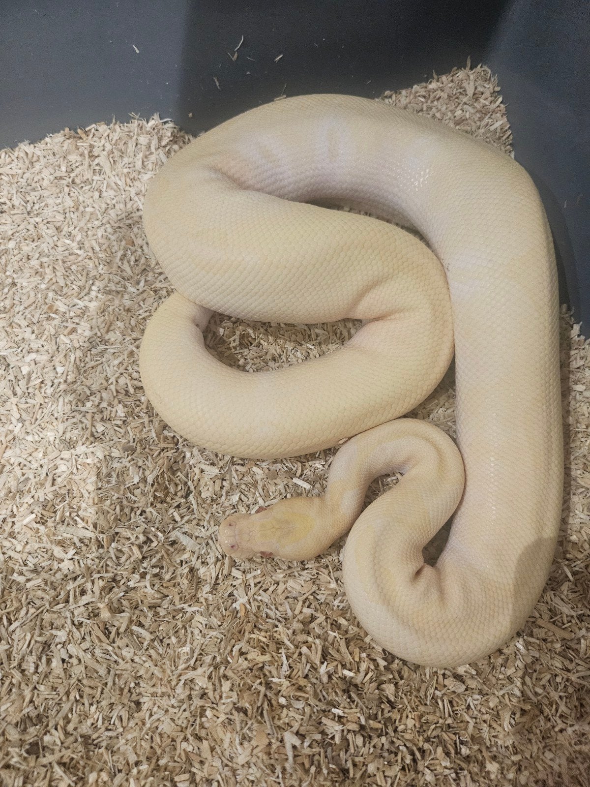 Python Regous Kweekman, Dieren en Toebehoren, Slang, Tam, 3 tot 6 jaar