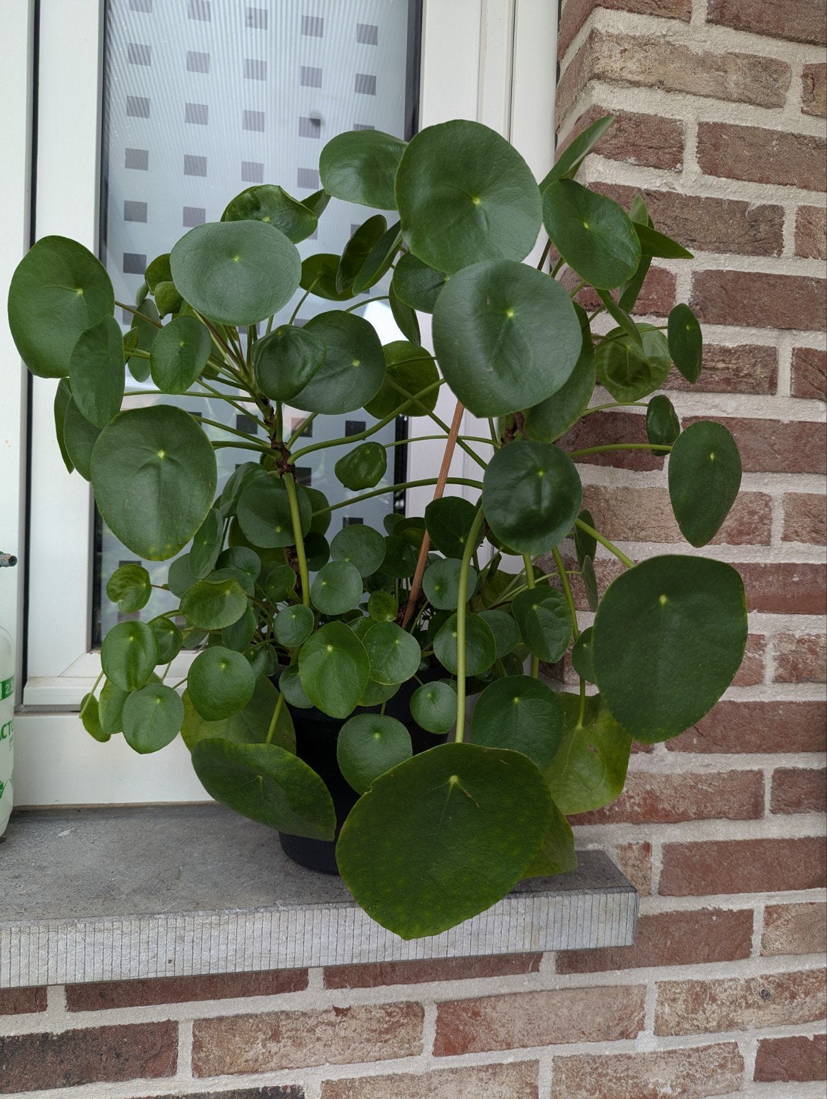 Pannenkoekplant (Pilea Peperomioides), Maison & Meubles, Plantes d'intérieur, Enlèvement