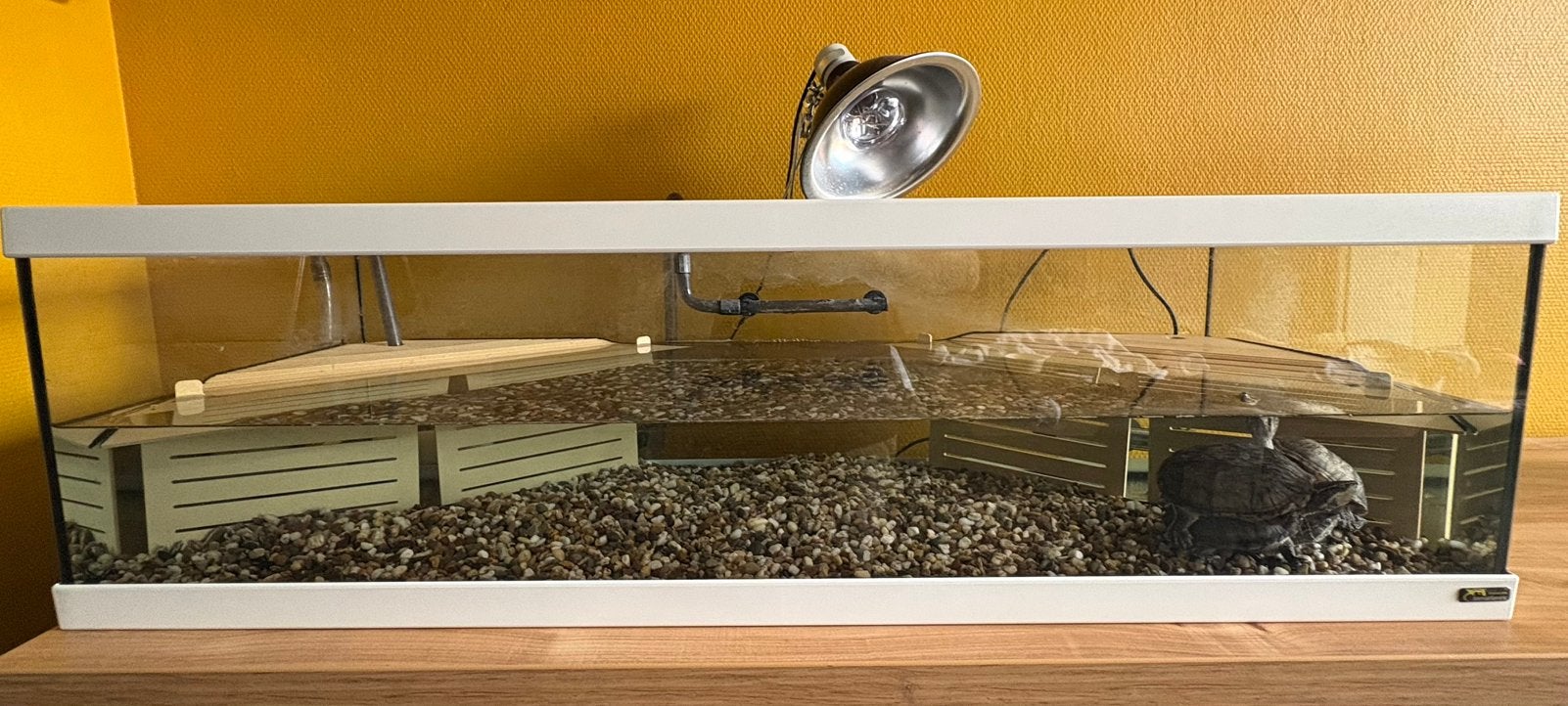 3 Muskus schildpadden met terrarium, Tortue, Avec terrarium, 0 à 2 ans