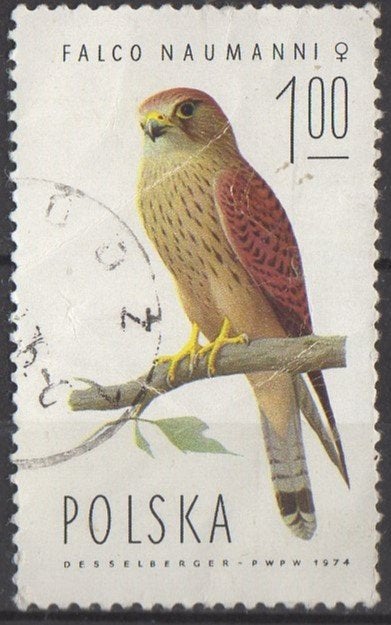 Polen - Kleine torenvalk - 1975, Ophalen of Verzenden, Polen, Gestempeld