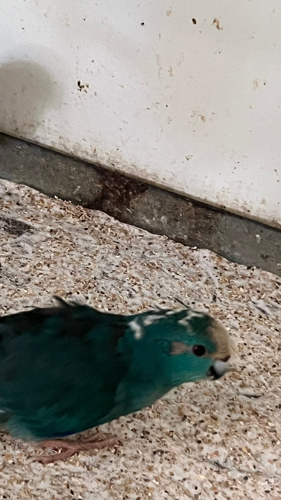 Jonge kakarikies, Dieren en Toebehoren, Meerdere dieren, Parkiet, Geringd