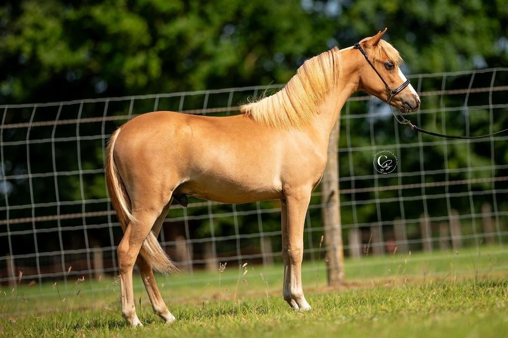 Prachtige Amerikaans miniatuurpaardje - kleine A pony, Poney de récréation, Poney A (jusqu'à 1.17 m), 0 à 2 ans, Avec pedigree