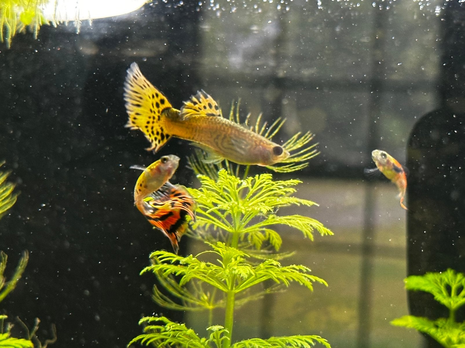4 guppys à vendre, Poisson, Poisson d'eau douce, Banc de poissons