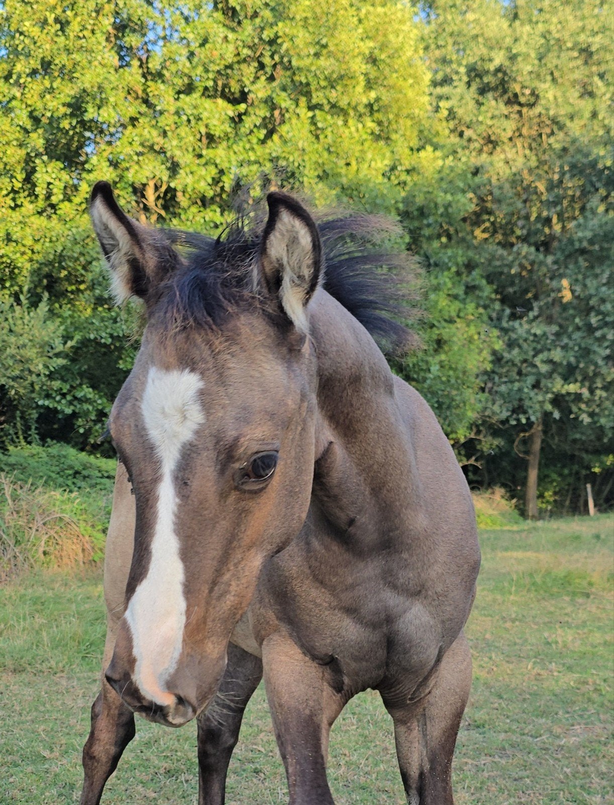 unieke smokey grullo quarter merrie, Dieren en Toebehoren, Merrie, Onbeleerd, Met stamboom, 0 tot 2 jaar