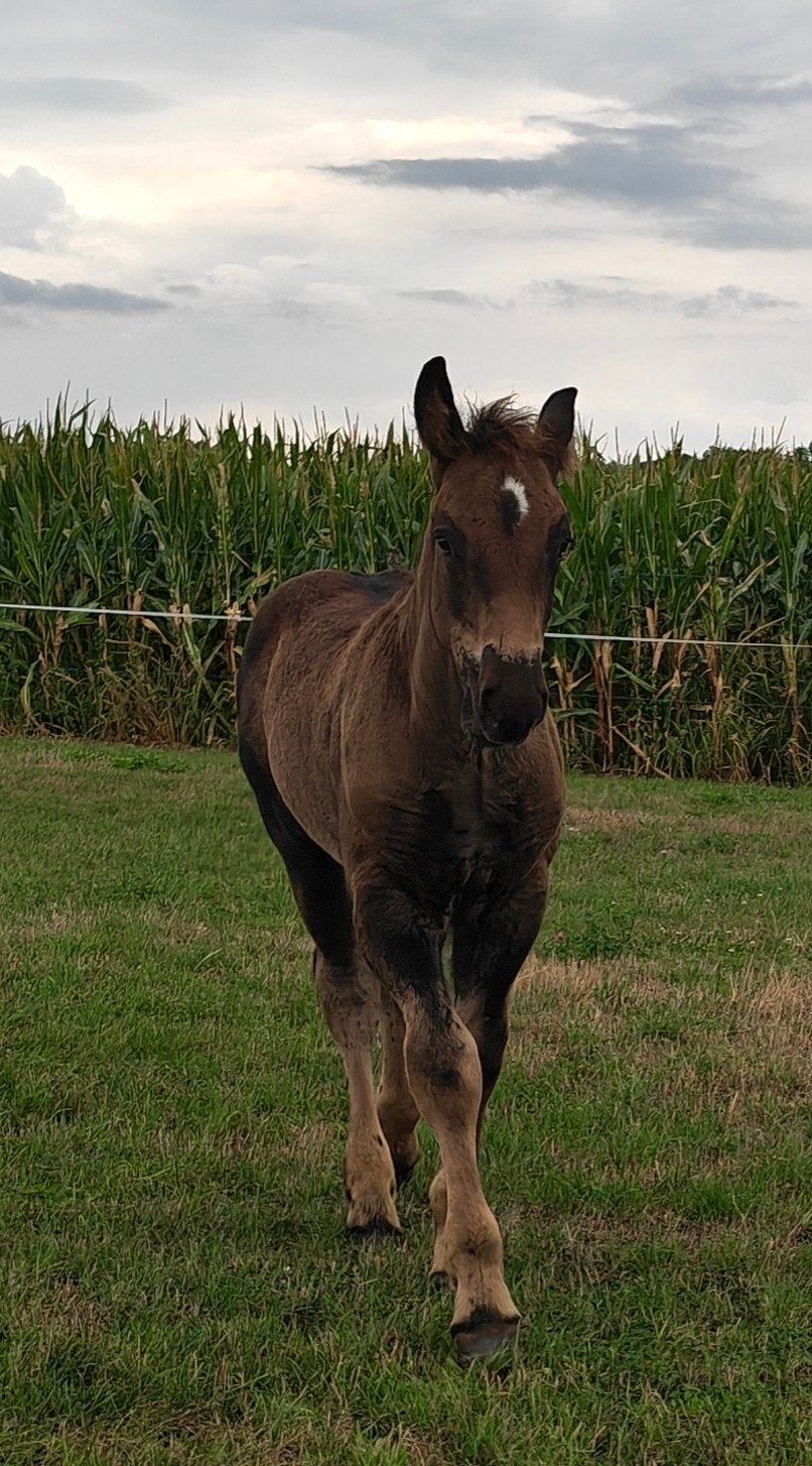 trekpaard zwart hengsten veulen, Avec pedigree, Moins de 160 cm, Cheval d'attelage, 0 à 2 ans