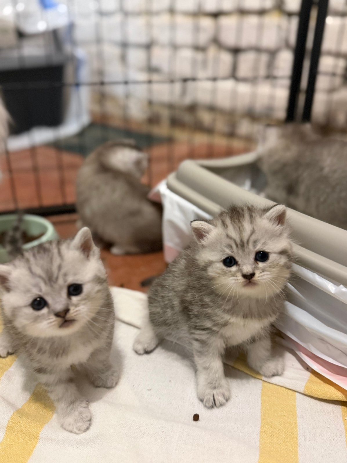 Chatons British disponibles à la réservation, Animaux & Accessoires, Chat, Avec puce électronique, 0 à 2 ans