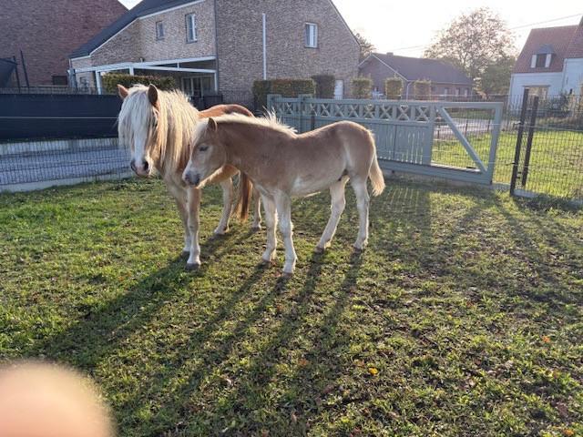 paarden, Dieren en Toebehoren, Hengst, Niet van toepassing, Recreatiepaard, Met stamboom