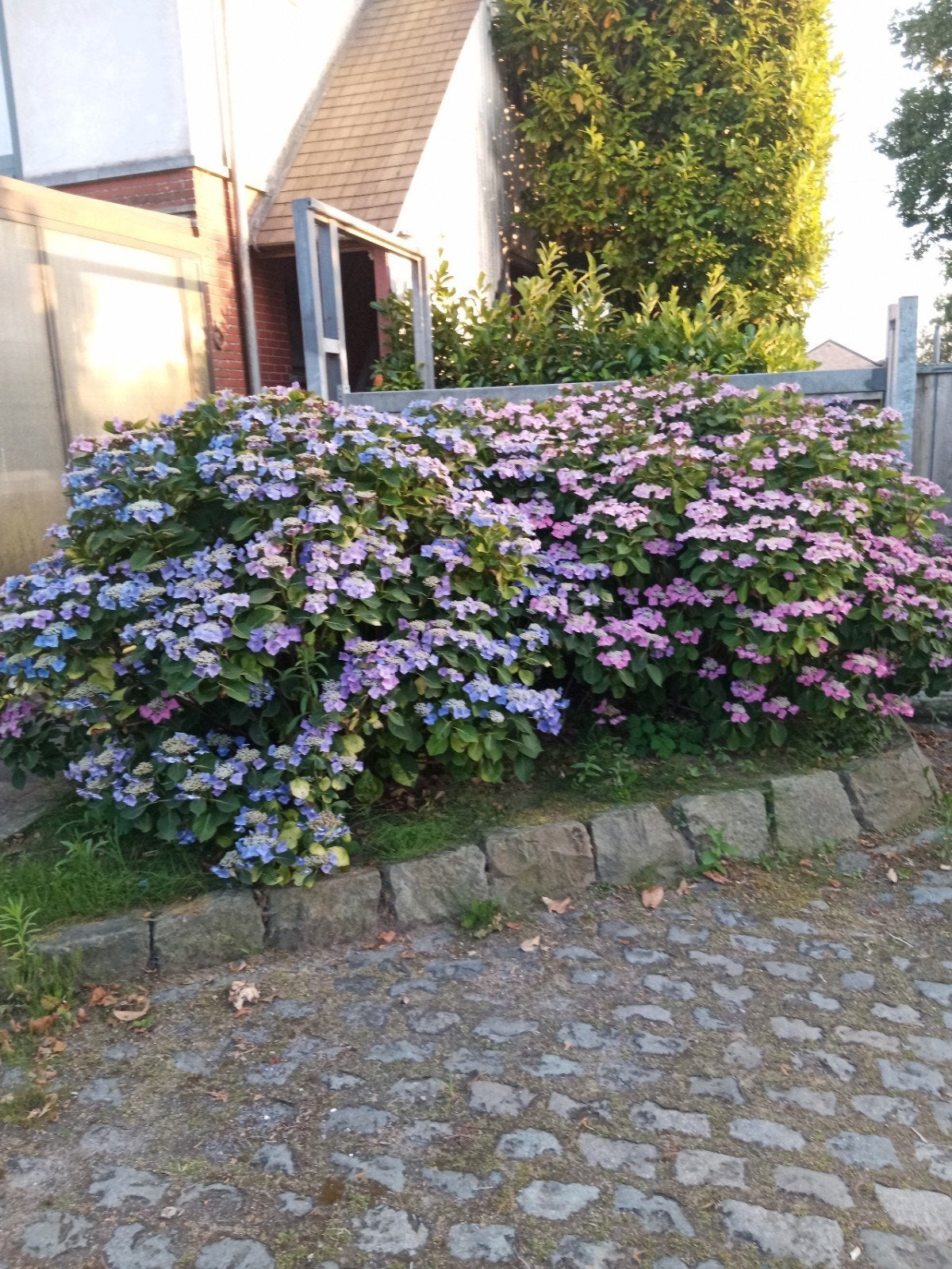 gratis hortensia, Tuin en Terras, Ophalen of Verzenden, Hortensia