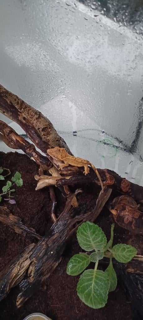 Wimpergekko, Dieren en Toebehoren, Reptielen en Amfibieën, Overige soorten, 0 tot 2 jaar