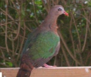Groenvleugel duiven, Dieren en Toebehoren