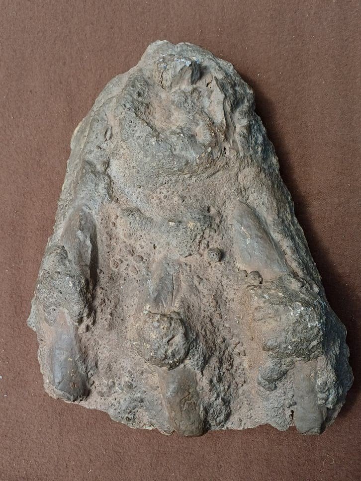 2 dinosaurus klauwen - 70€/stuk, Ophalen of Verzenden, Fossiel