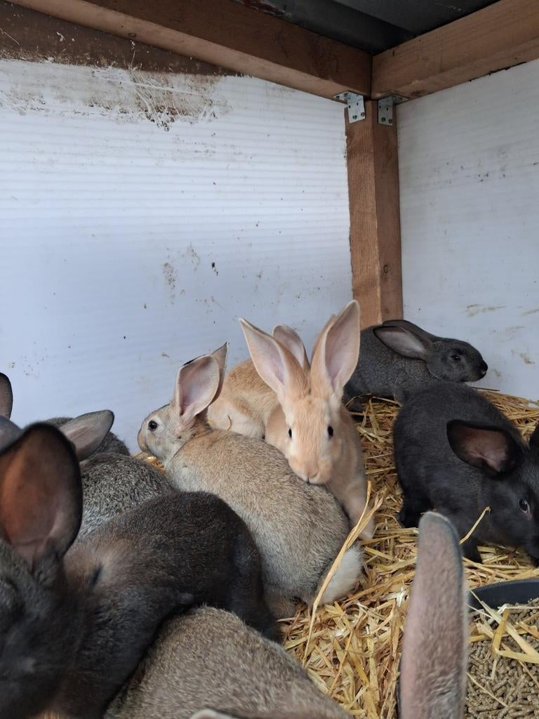 Speenkonijnen, Dieren en Toebehoren, Overige Dieren, Meerdere dieren, Februari