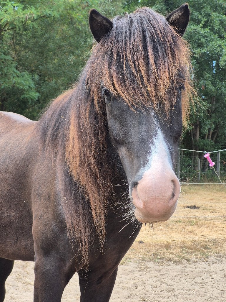 Ijslands gezelschapspaardje, Avec pedigree, Poney B (1.17 m à 1.27 m), Hongre, Ne s'applique pas
