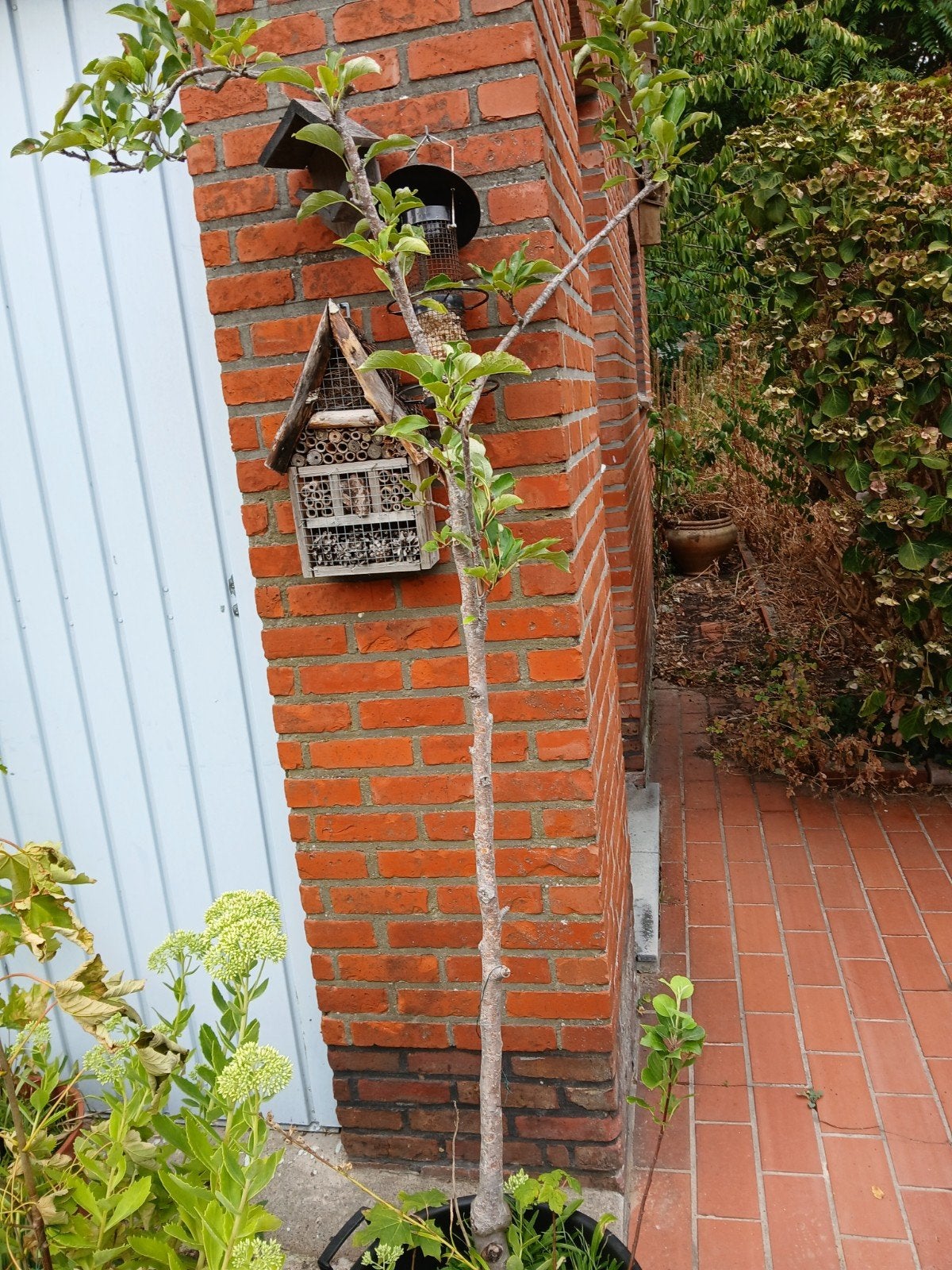 Kersenboom, Ophalen