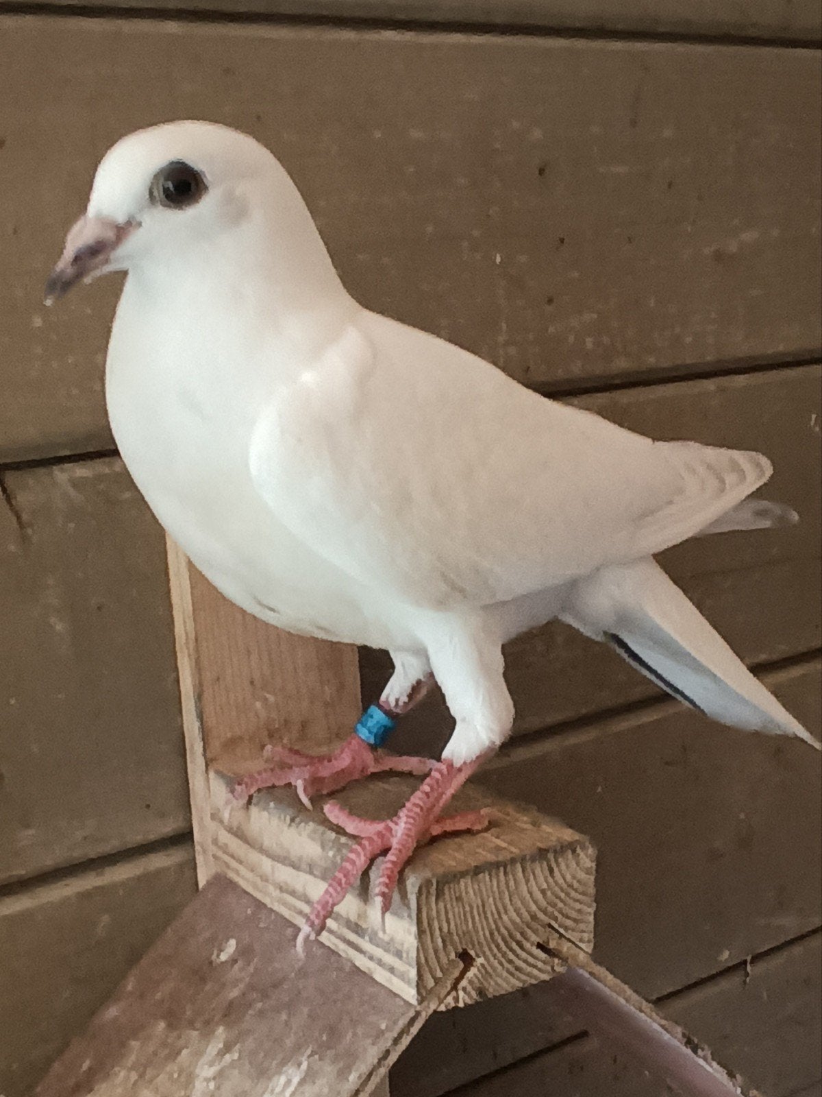 Jonge duiven