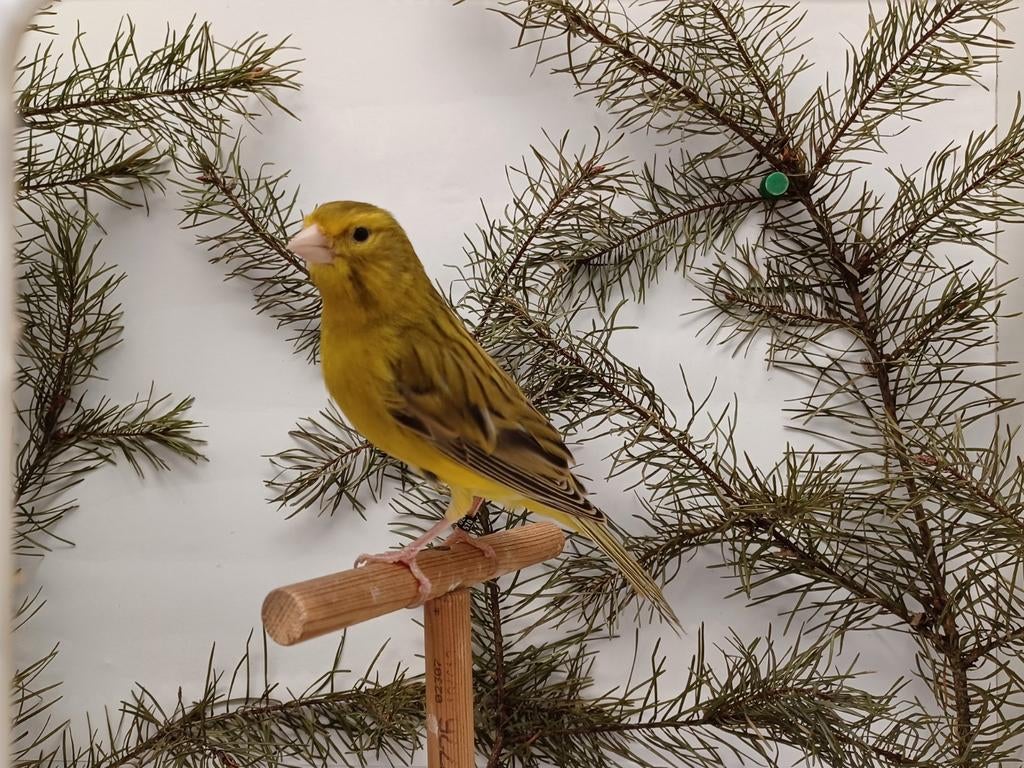 Couleur et chanson des Canaries., Mâle, Canari de couleur