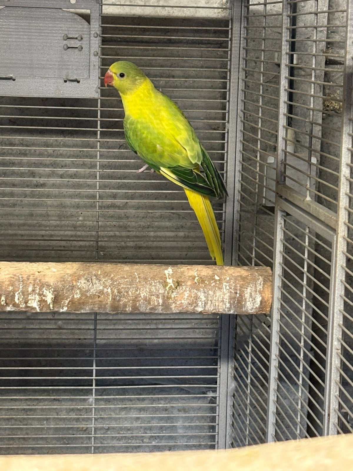 Halsbandparkiet, Dieren en Toebehoren, Vogels | Parkieten en Papegaaien, Parkiet, Geringd