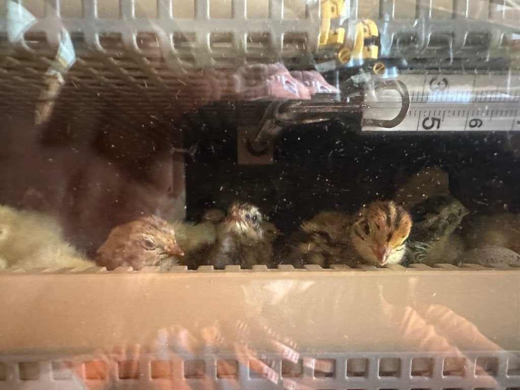 Poussins de caille, Animaux & Accessoires, Volatiles, Plusieurs animaux, Autres espèces