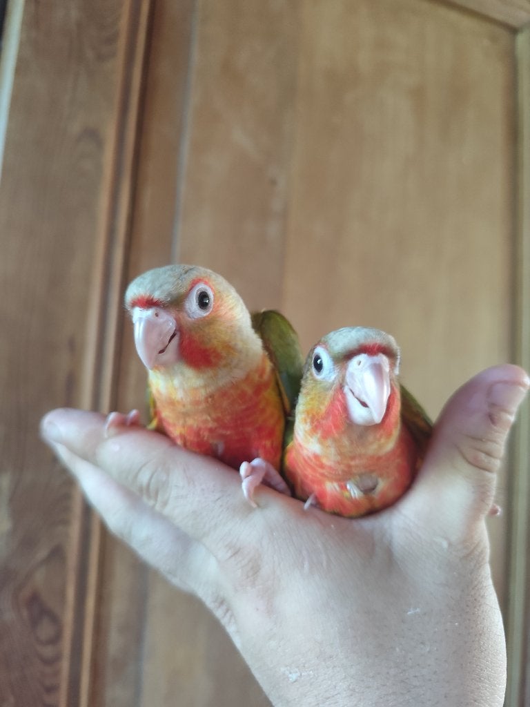 Conure molinae  eam, Femelle