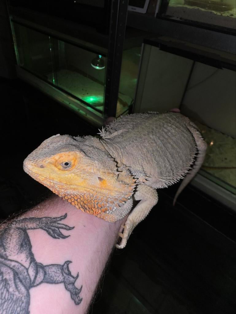 Dragon hypo barbu géant, Animaux & Accessoires, Reptiles & Amphibiens, Lézard, 3 à 6 ans, Domestique