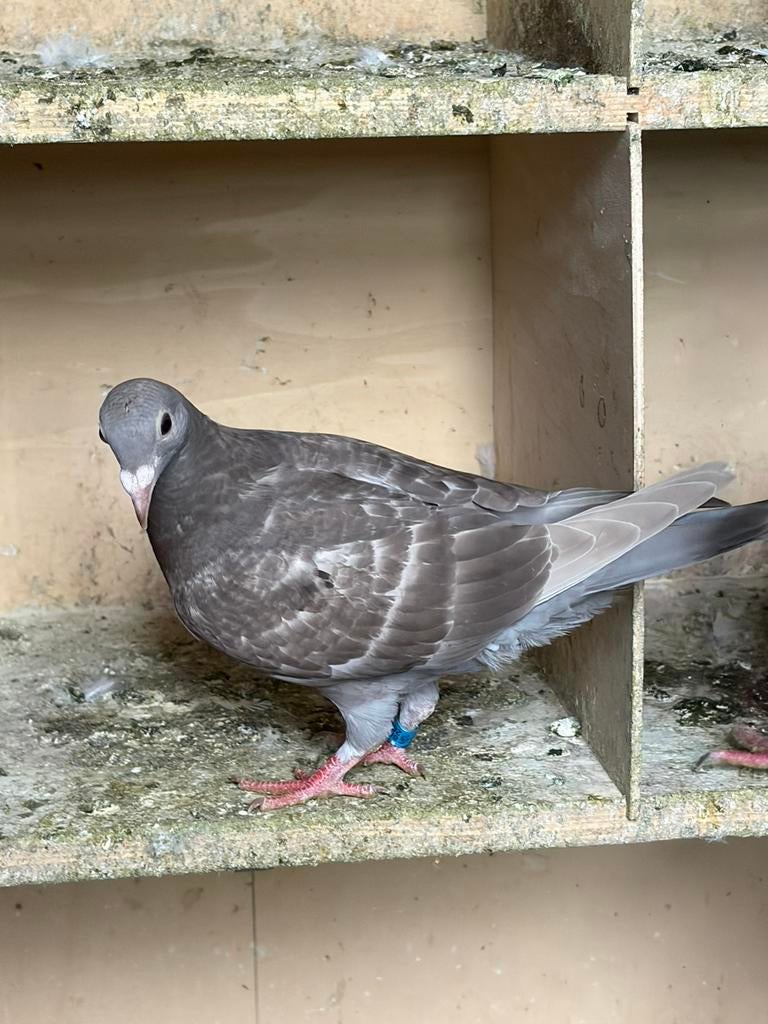 Kleurpostduiven, Dieren en Toebehoren, Postduif