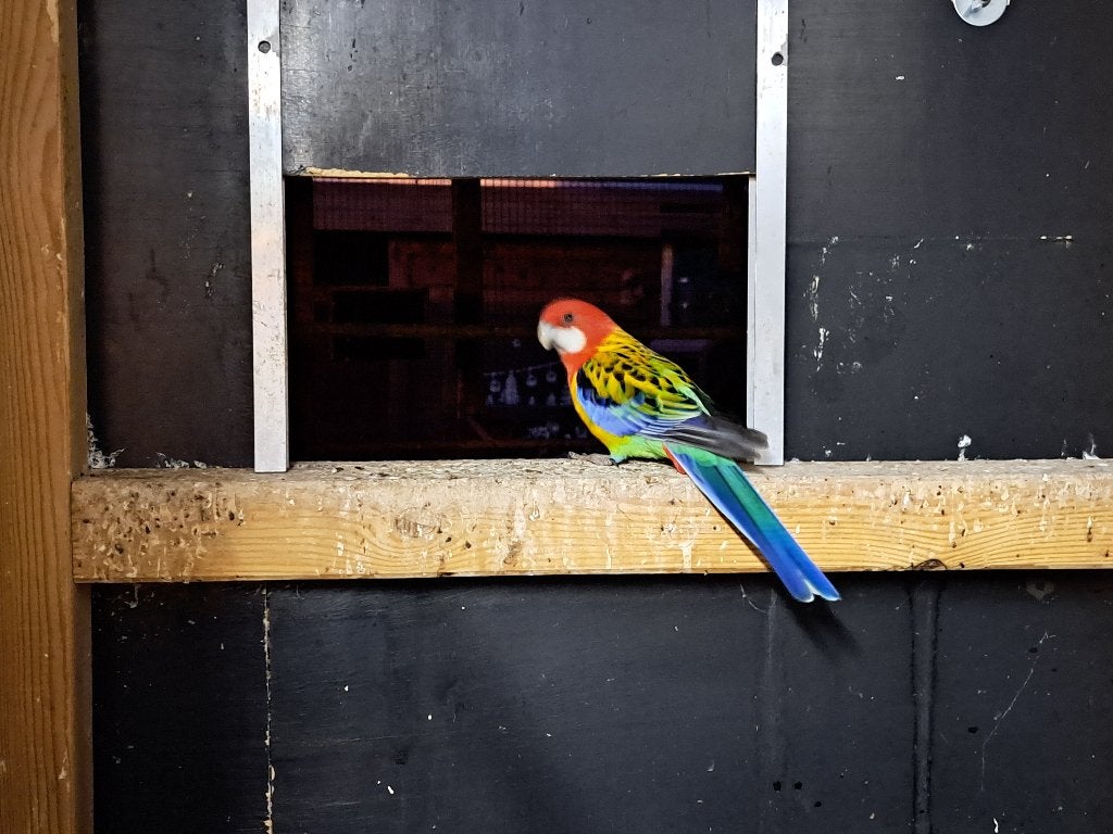 Rosella, Animaux & Accessoires, Oiseaux | Perruches & Perroquets