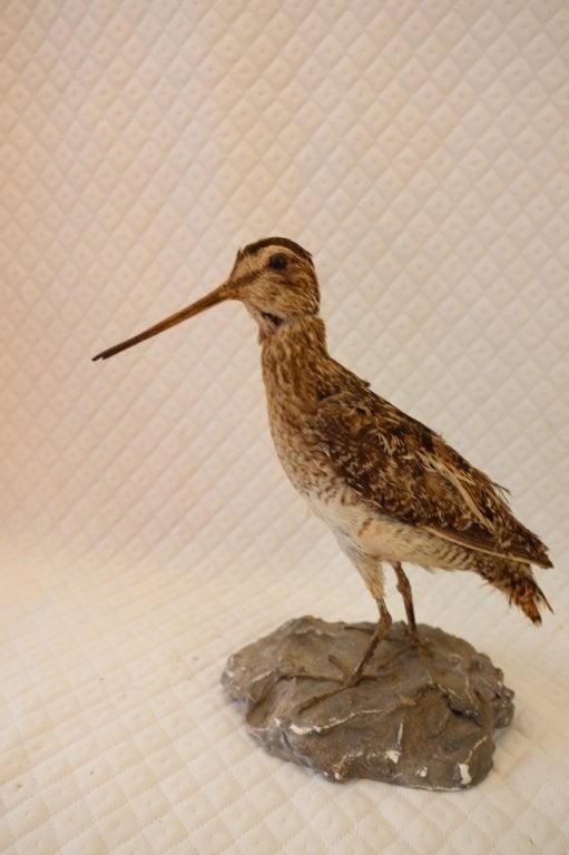 Taxidermie - opgezet klein vogeltje, Verzamelen, Ophalen of Verzenden, Gebruikt, Vogel, Opgezet dier