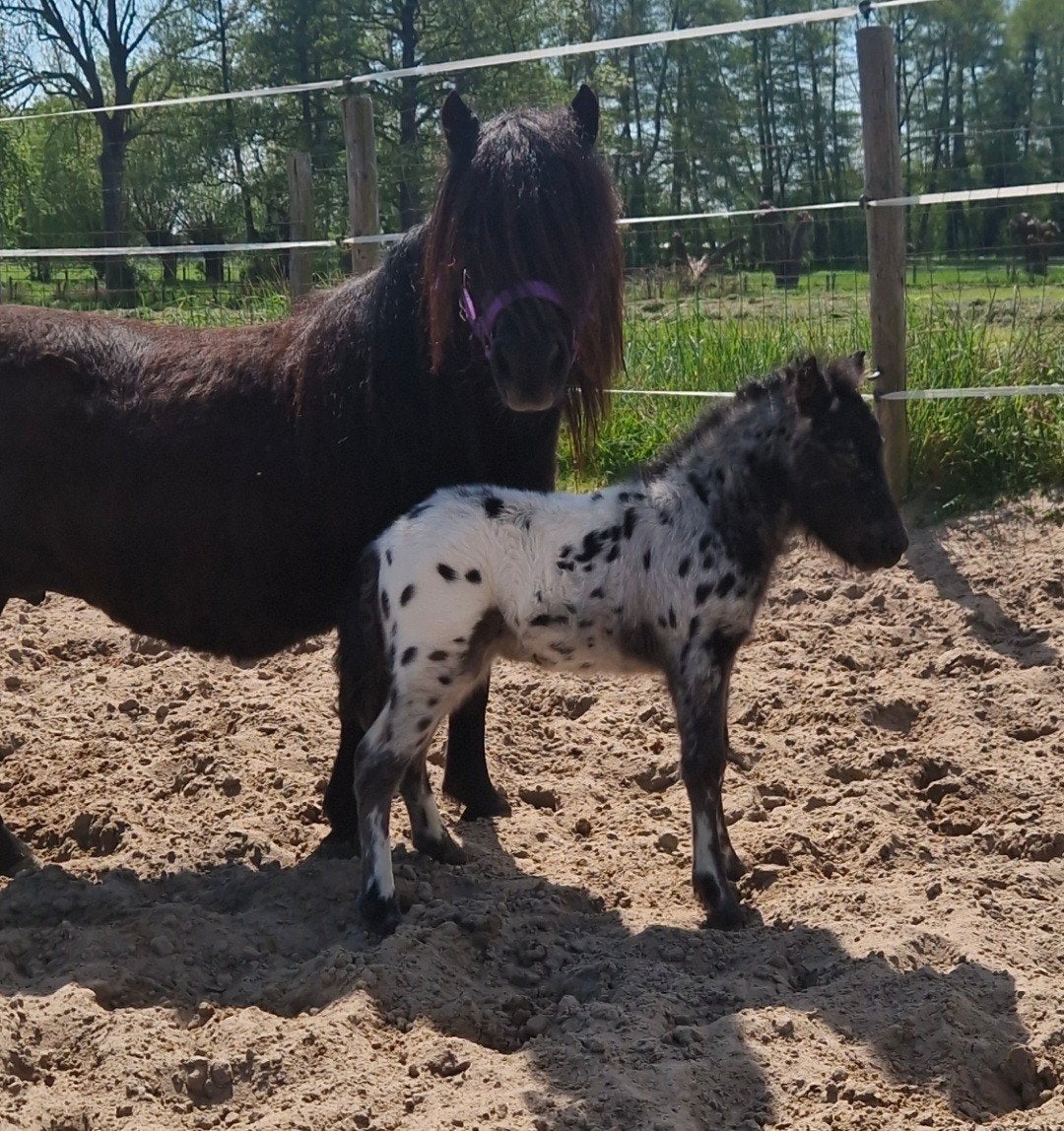 Appaloosa zwart panterbont hengstje shetland merrie, Dieren en Toebehoren, Merrie