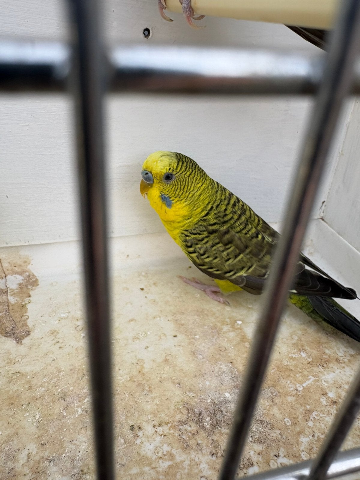 Blackwing grasparkieten, Dieren en Toebehoren, Mannelijk, Parkiet, Geringd