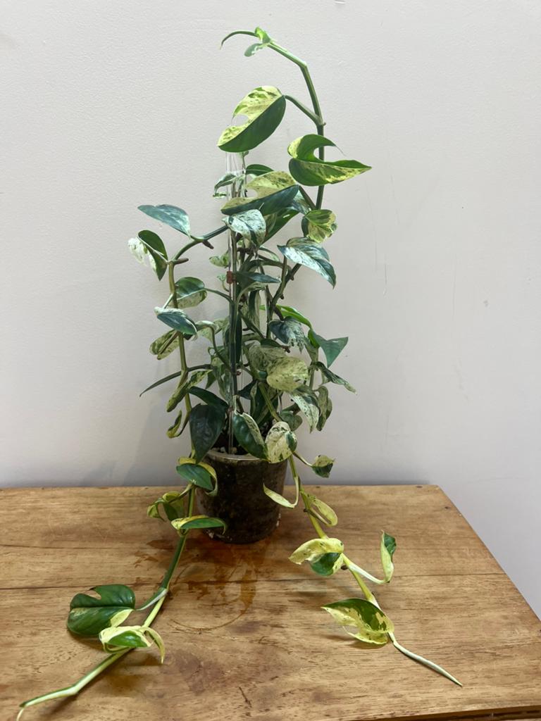 Epipremnum Pinnatum Marble, Verzenden