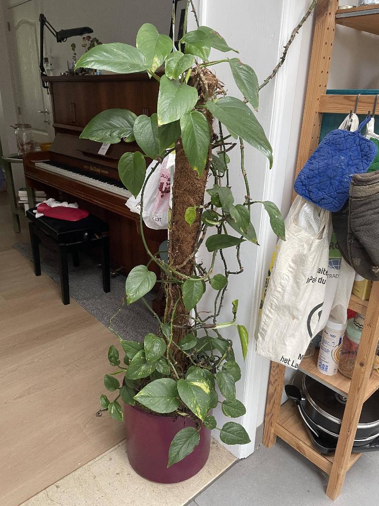 Drakenklimop (Pothos, Epipremnum aureum), Huis en Inrichting, Kamerplanten, Ophalen, 200 cm of meer, Overige soorten, Halfschaduw