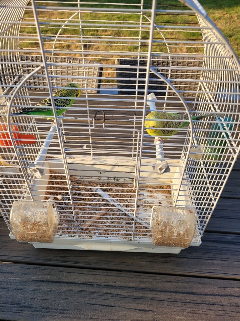 2 groene grasparkietjes, Vrouwelijk, Parkiet
