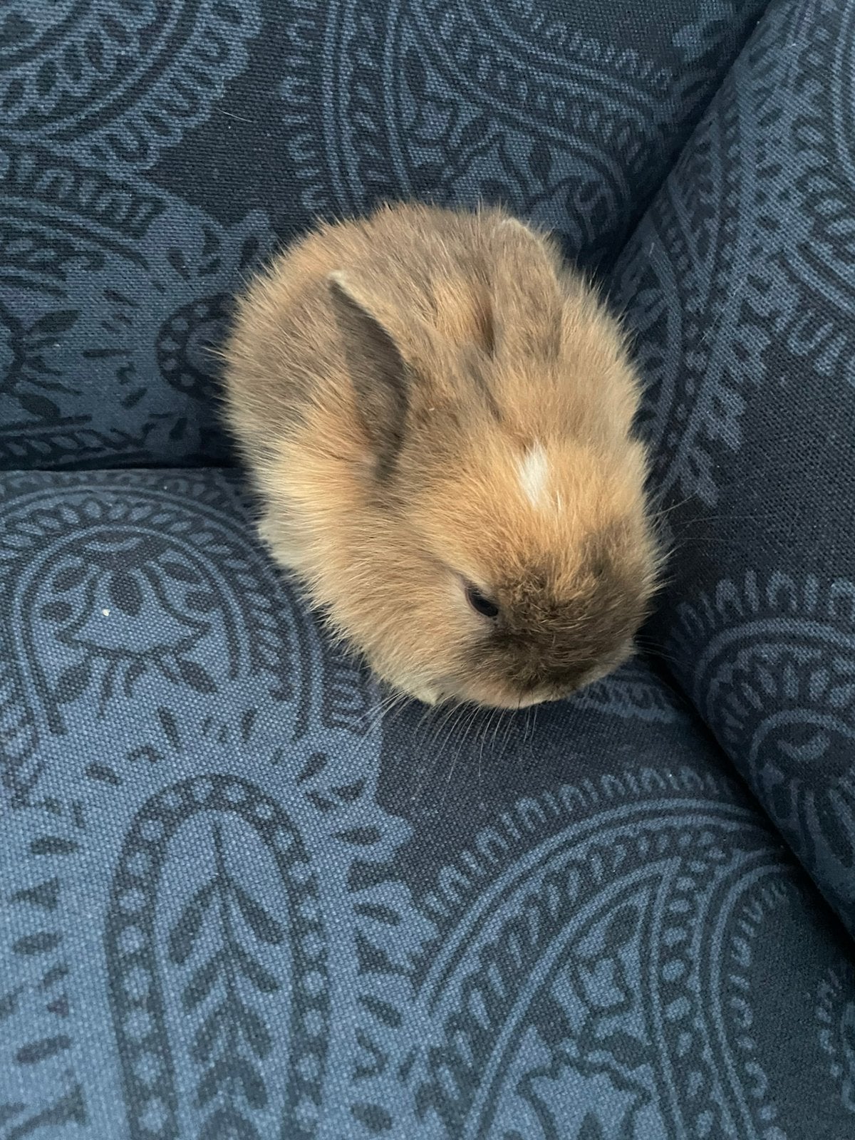 Baby dwerg konijntjes, Dieren en Toebehoren, Konijnen, Geslacht onbekend, Dwerg, 0 tot 2 jaar