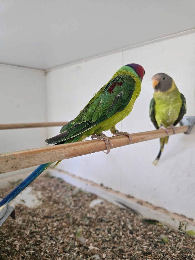 Pruimkoppen te koop wegens plaatsgebrek (kweekkoppel), Dieren en Toebehoren, Vogels | Parkieten en Papegaaien, Parkiet, Geringd