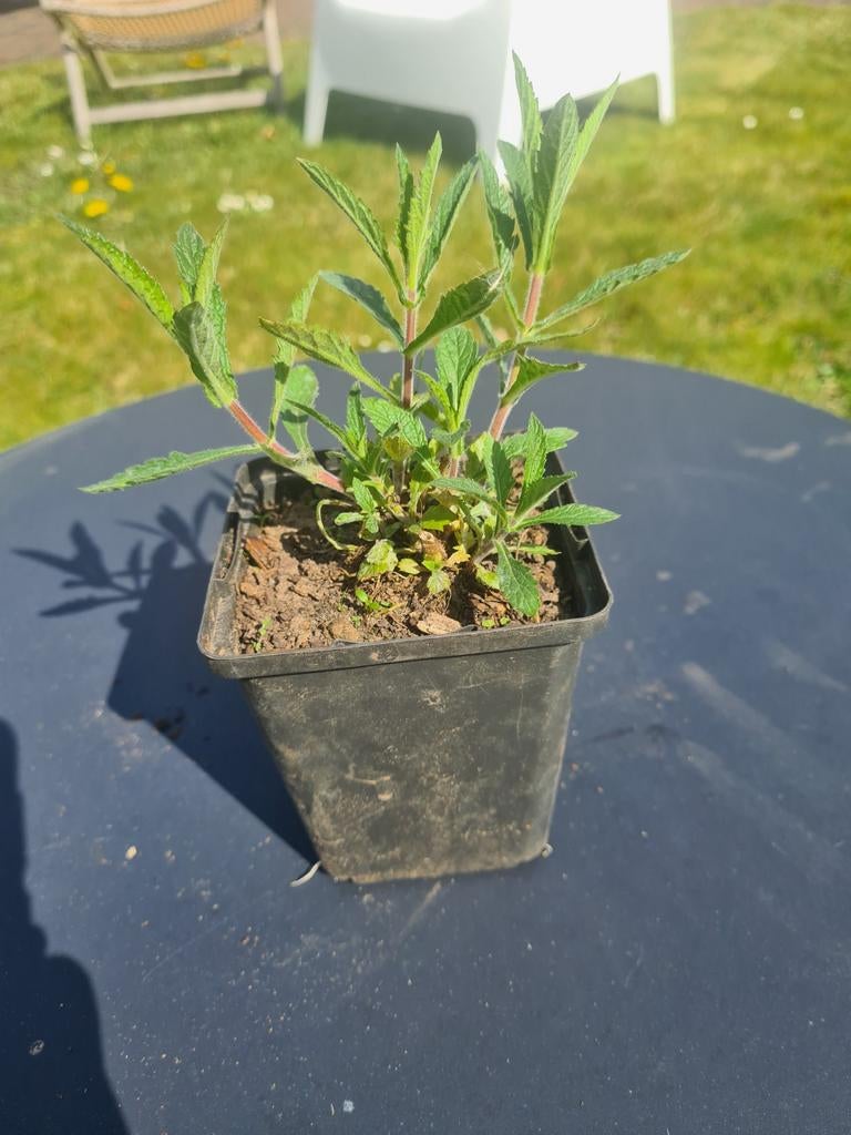 IJzerhard (Verbena bonariensis), Tuin en Terras, Ophalen, Halfschaduw