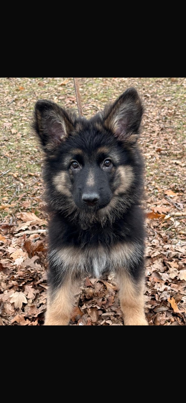 Langharige duitse herder pups, Dieren en Toebehoren, Parvo, België, Particulier, 8 tot 15 weken
