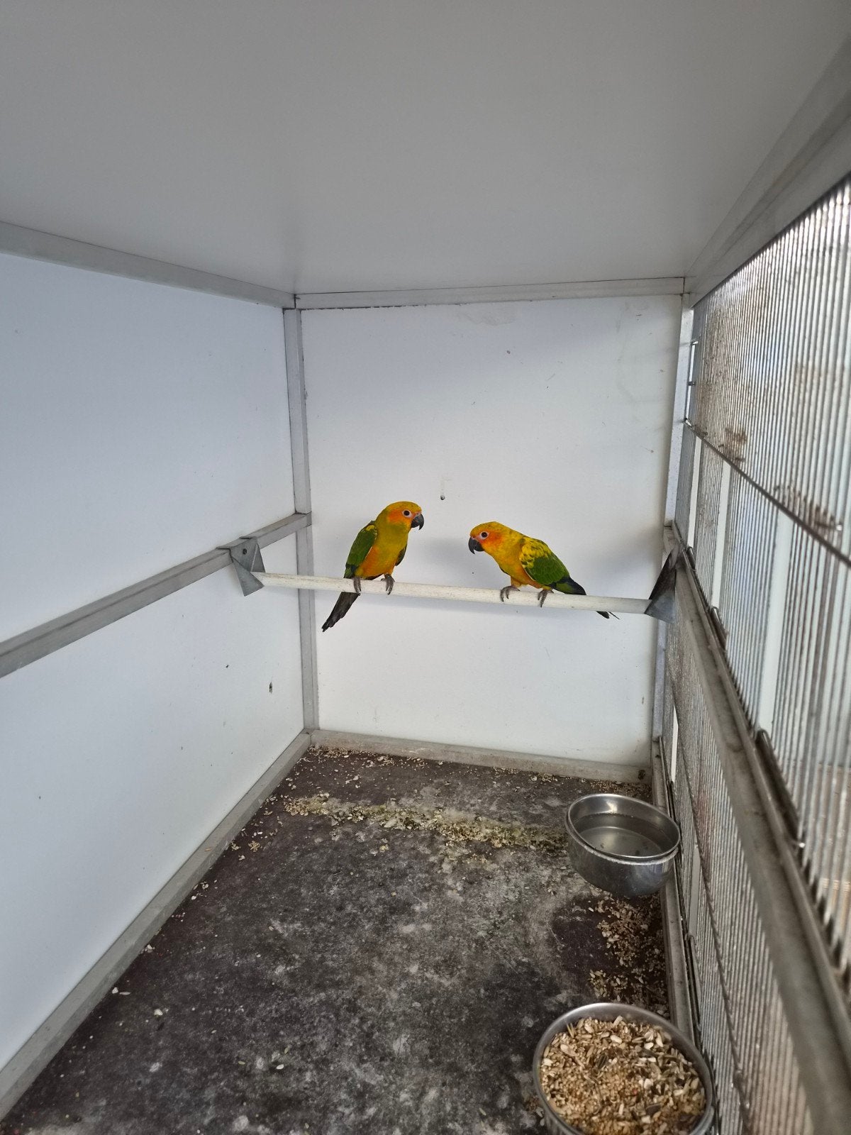 2koppels zonneparkieten