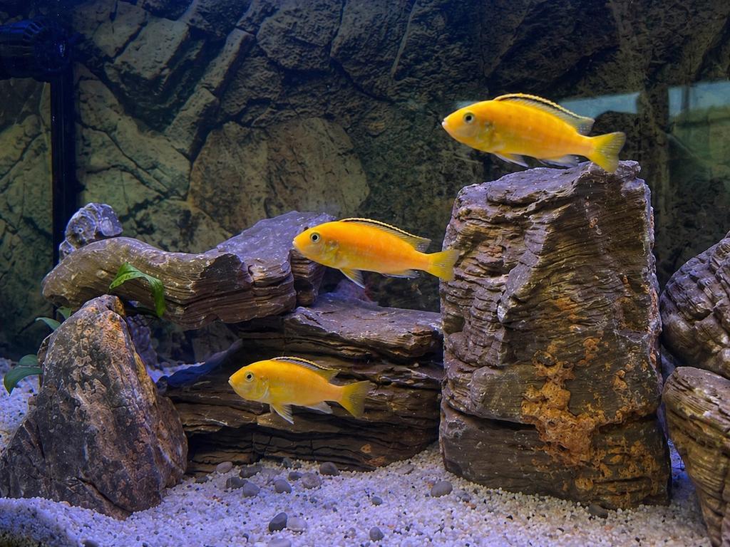 Labidochromis caeruleus, Yellow Lab of Electric Yellow