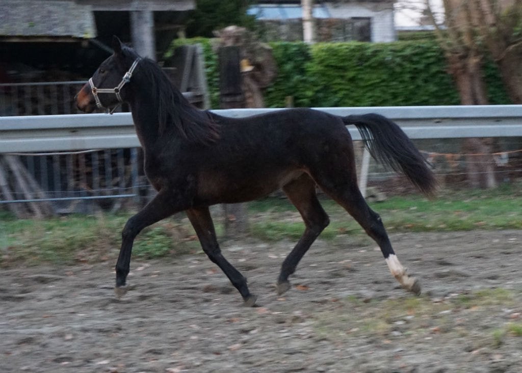ik zoek een hoefsmidschort in leder(Bekapschort ).paarden, Enlèvement ou Envoi