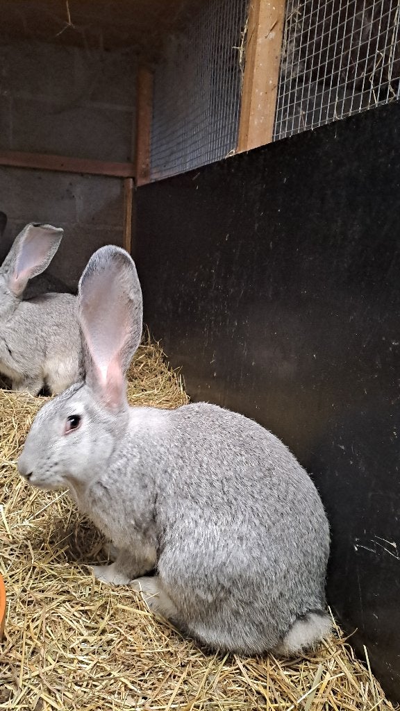 Vlaamse reuzen, Animaux & Accessoires, Lapins, Plusieurs animaux, Grand, 0 à 2 ans