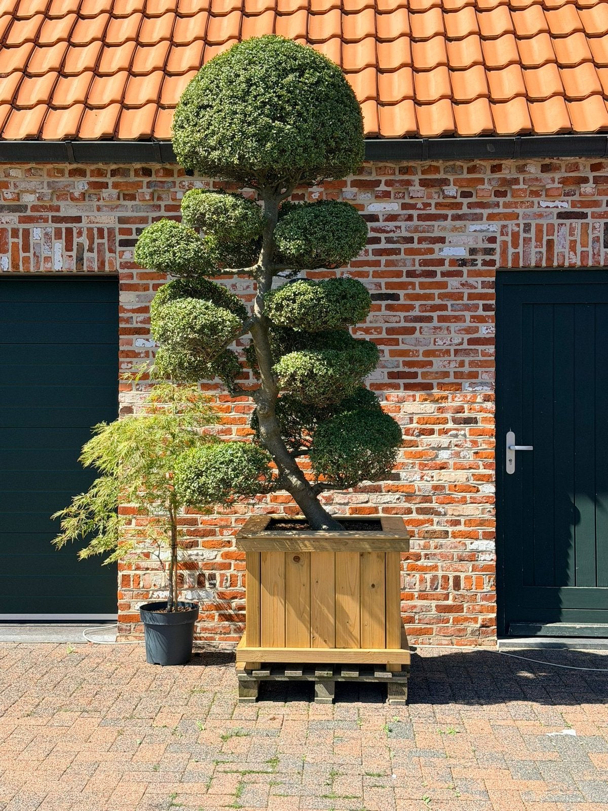 Bonsai ilex crenata kinme japanse bonsai, Jardin & Terrasse, Enlèvement