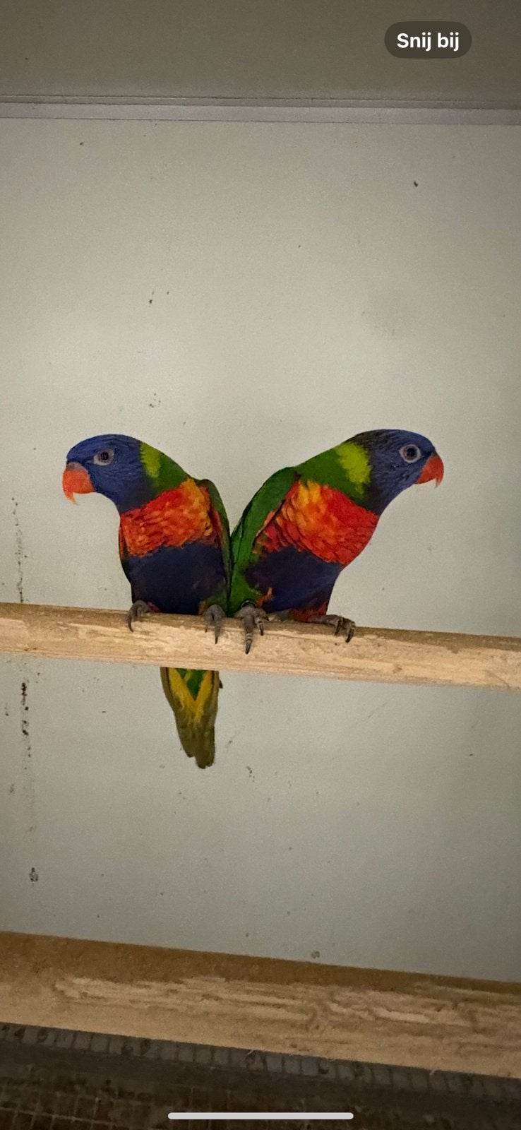 Kweekkoppel lori van de blauwe bergen, Animaux & Accessoires, Plusieurs animaux, Perroquet, Bagué