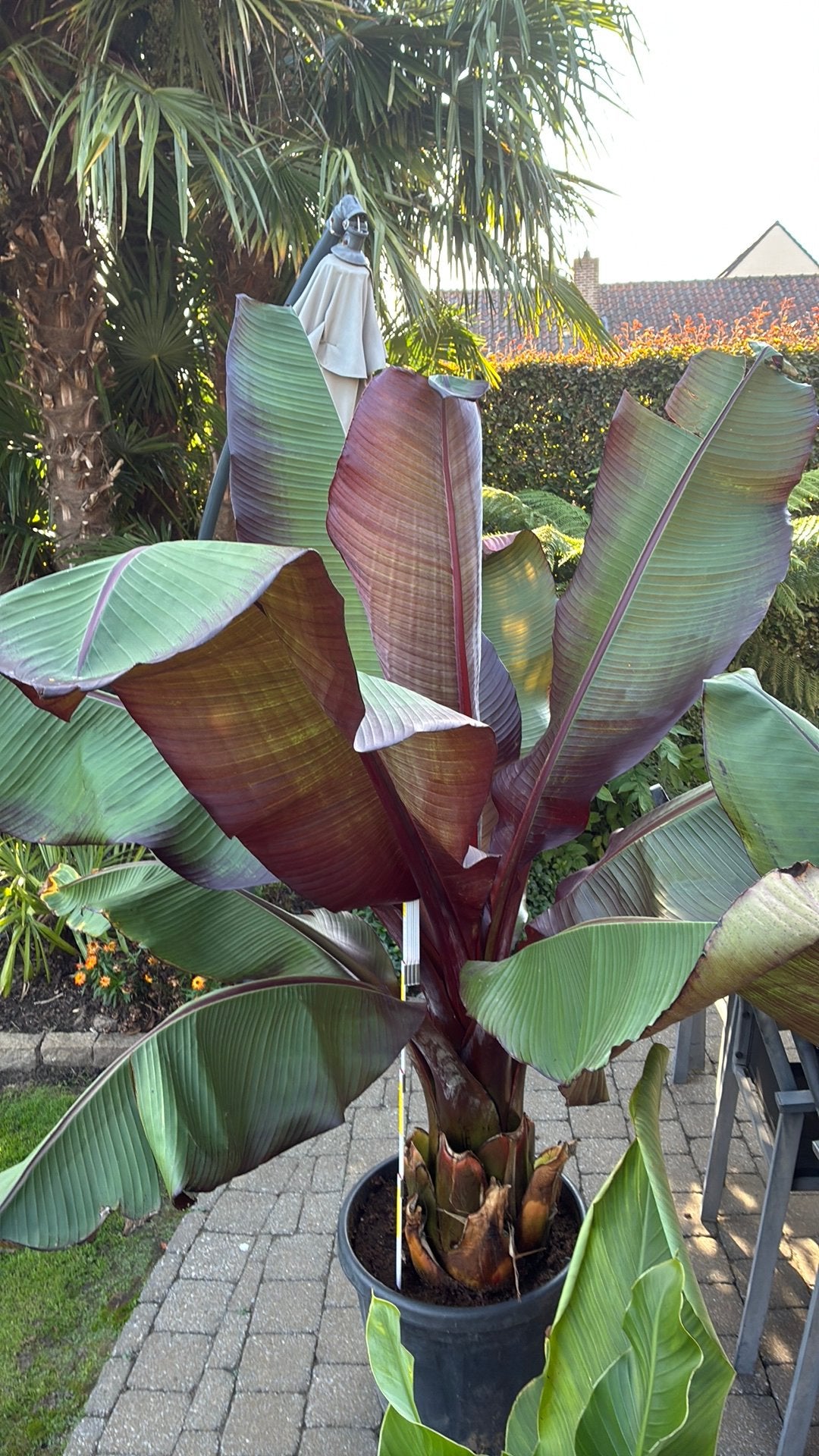 Ensete maurelli, Ophalen