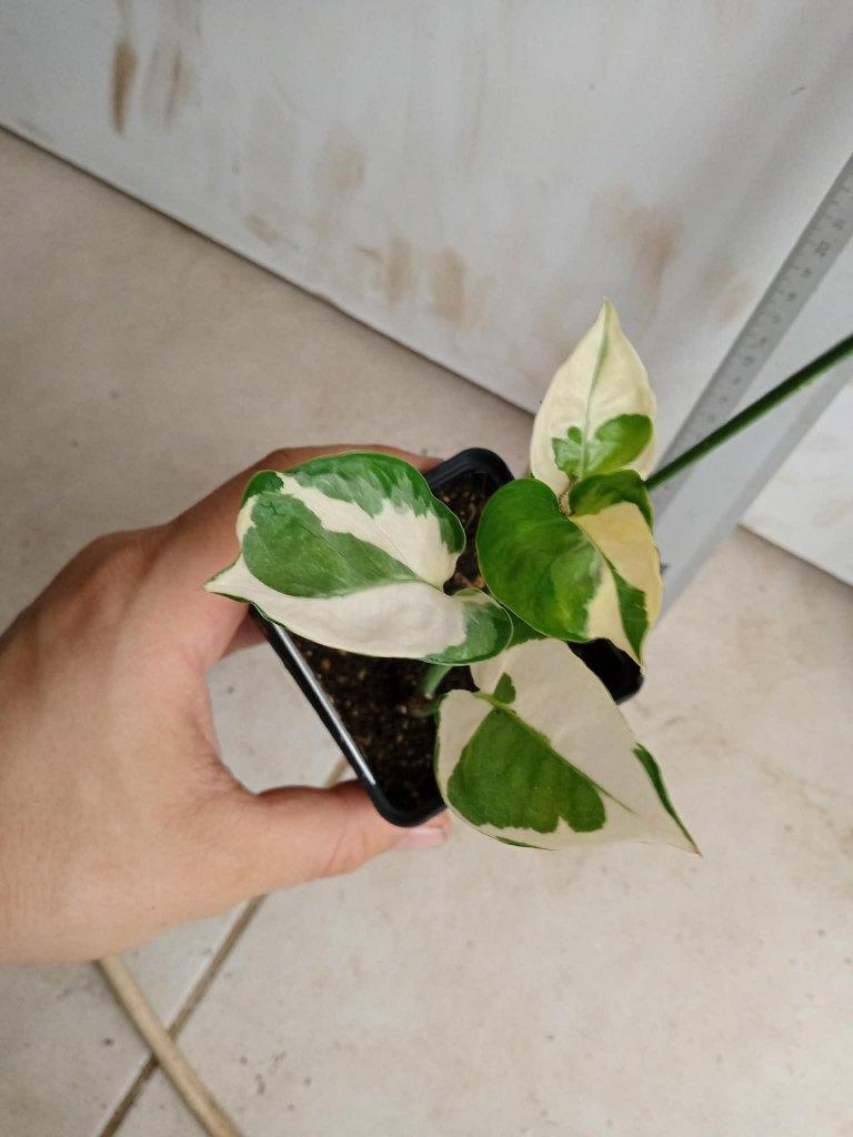 epipremnum n'joy, Huis en Inrichting, Kamerplanten, Overige soorten, In pot, Ophalen