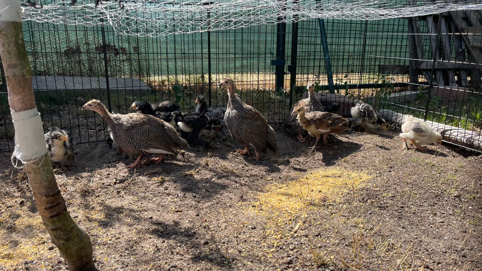 Kuikens., Dieren en Toebehoren, Pluimvee, Meerdere dieren, Kip