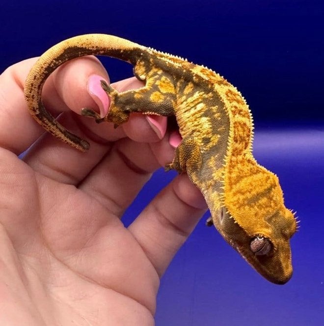 Wimpergecko 08 pv, Dieren en Toebehoren, Overige soorten, 0 tot 2 jaar